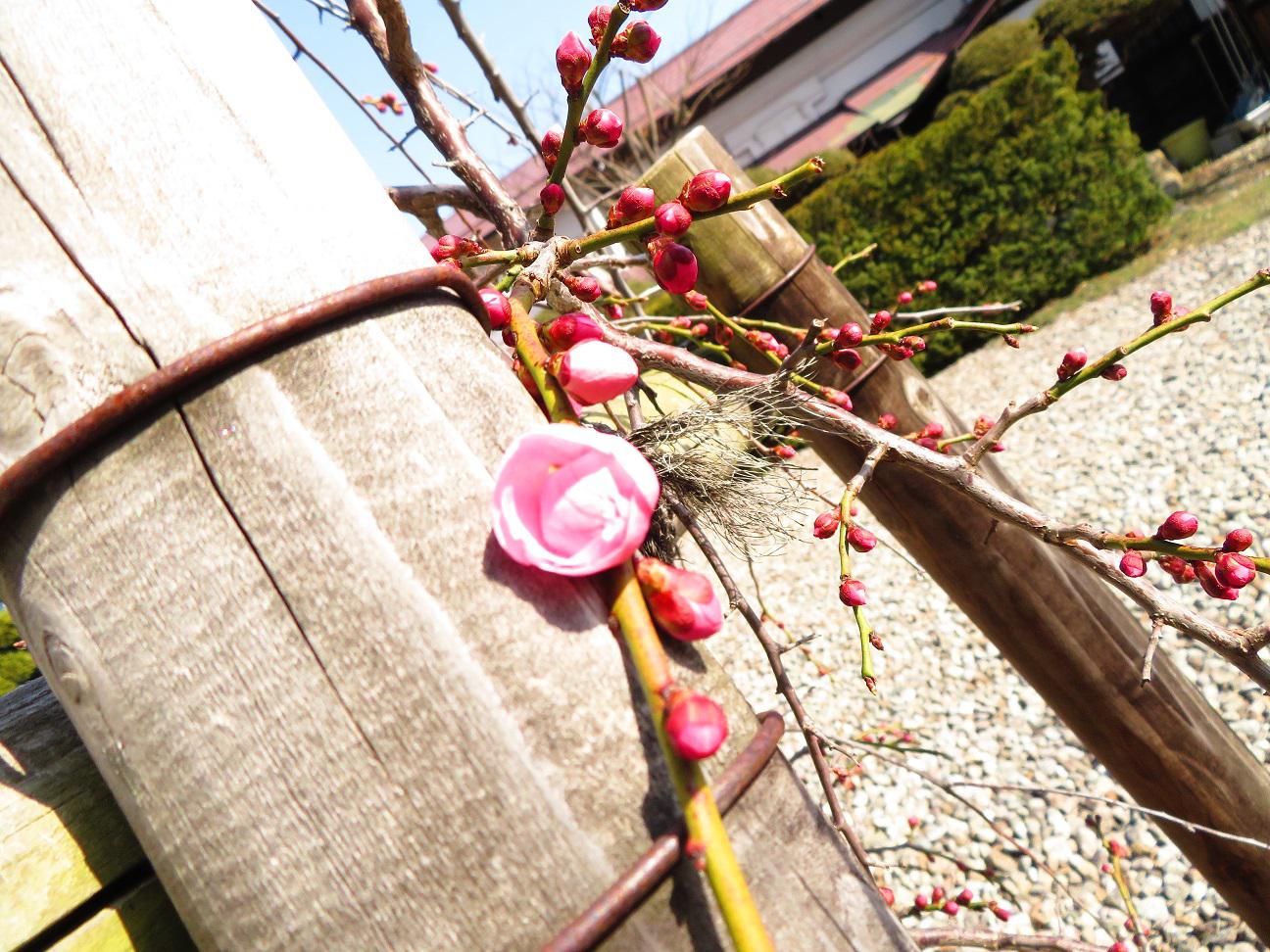 ４月１０日朝９時、烏帽子山の桜の様子です。