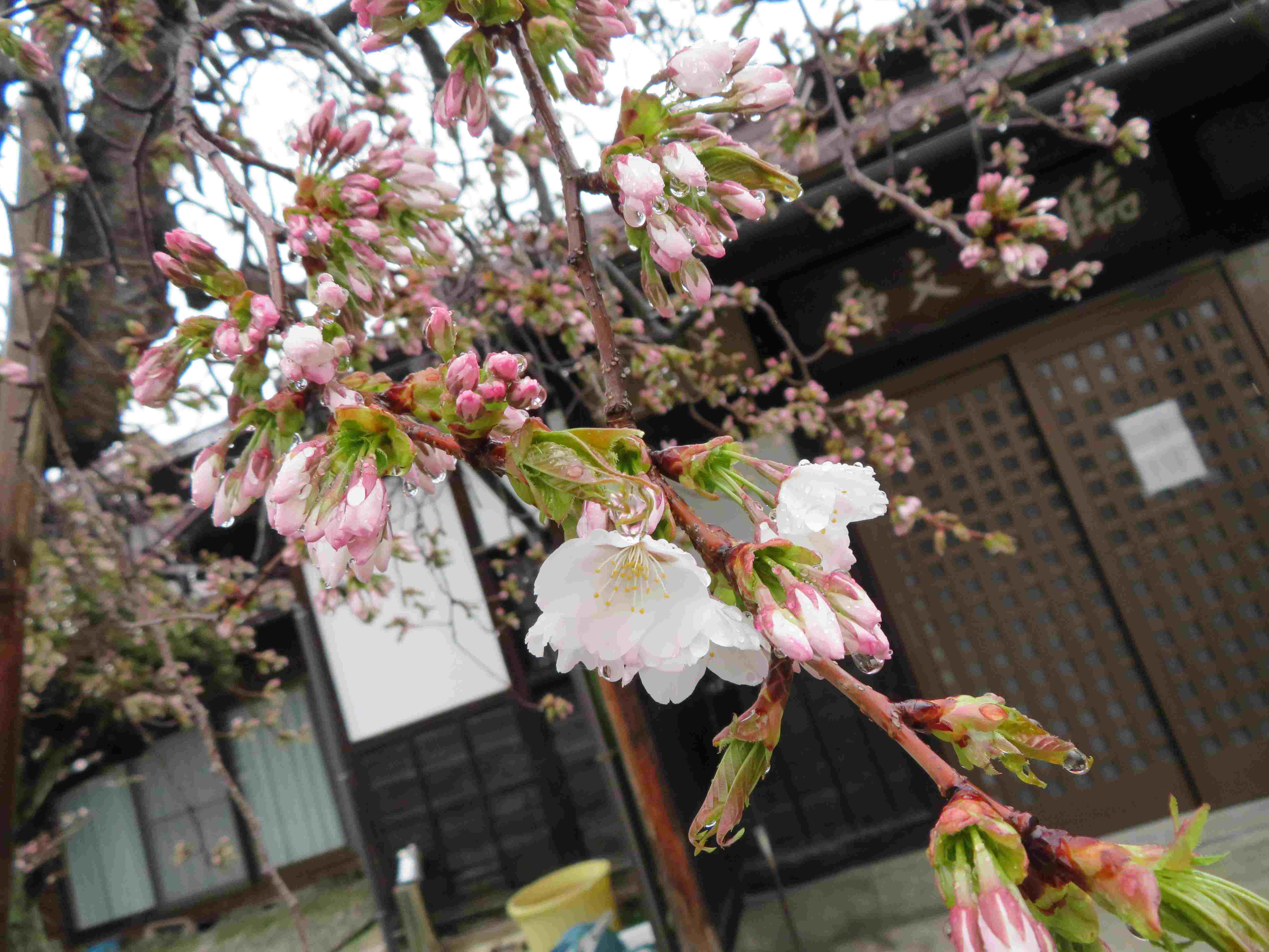 ４月１６日朝９時、烏帽子山の桜の様子です。