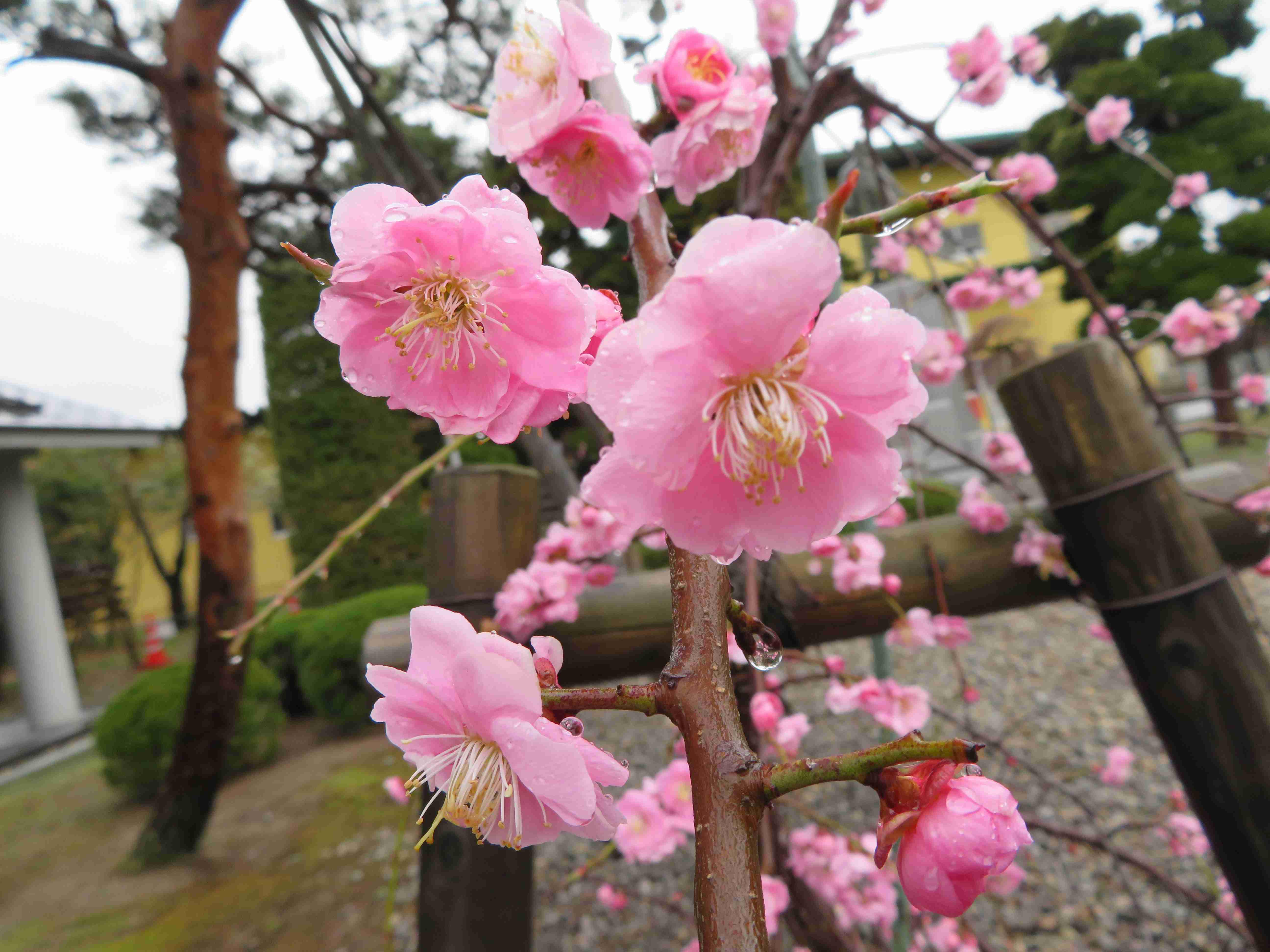 ４月１６日朝９時、烏帽子山の桜の様子です。