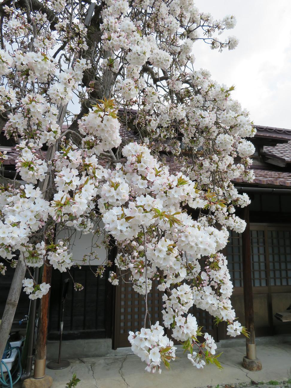 ４月１９日朝９時、烏帽子山の桜の様子です
