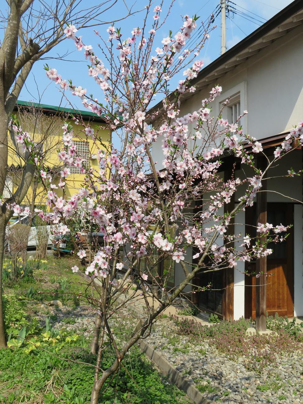 ４月１９日朝９時、烏帽子山の桜の様子です