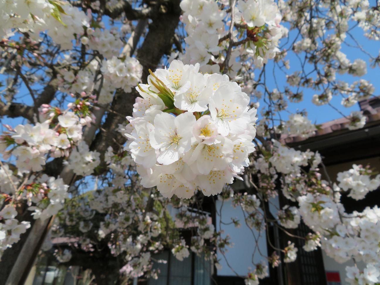 ４月２０日朝９時、烏帽子山の桜の様子です