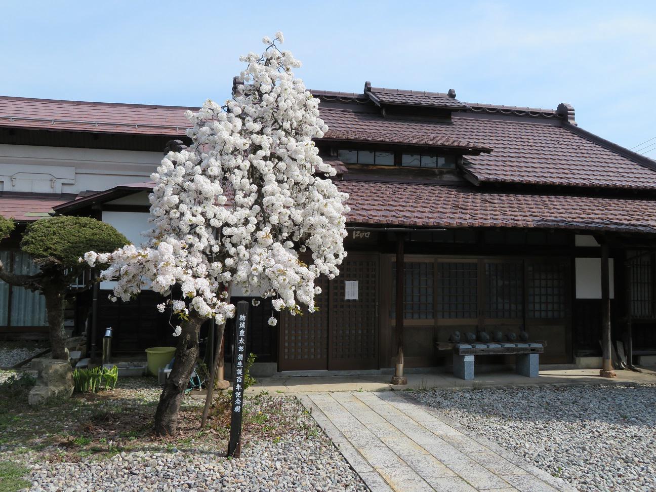 ４月２１日朝９時、烏帽子山の桜の様子です