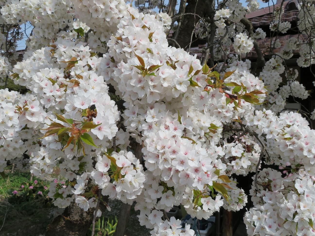 ４月２１日朝９時、烏帽子山の桜の様子です