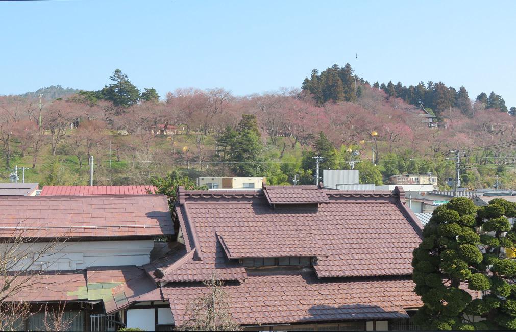 ４月２日朝９時、烏帽子山の桜の様子です