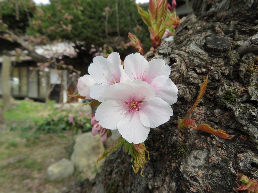 ４月５日朝９時、烏帽子山の桜の様子です