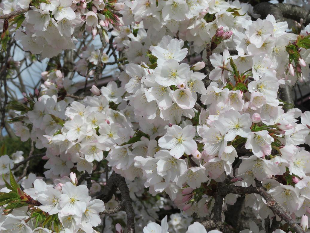 ４月８日、朝９時の烏帽子山の桜の様子です