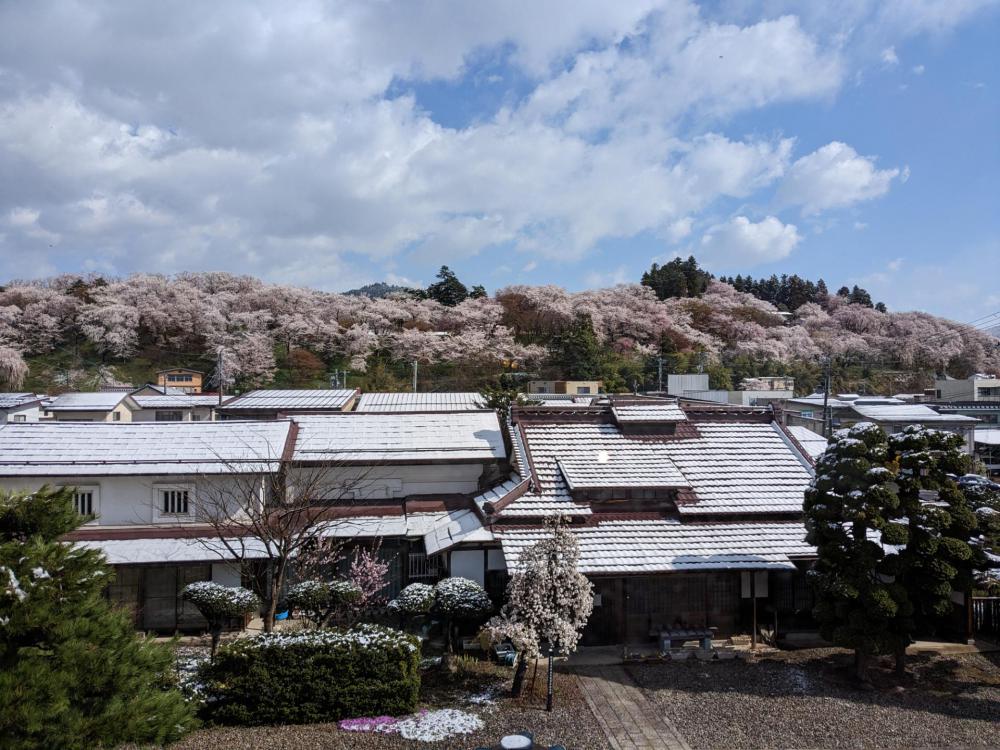 ４月９日朝９時、烏帽子山の桜の様子です。