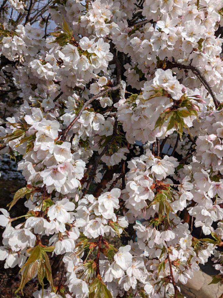 ４月９日朝９時、烏帽子山の桜の様子です。