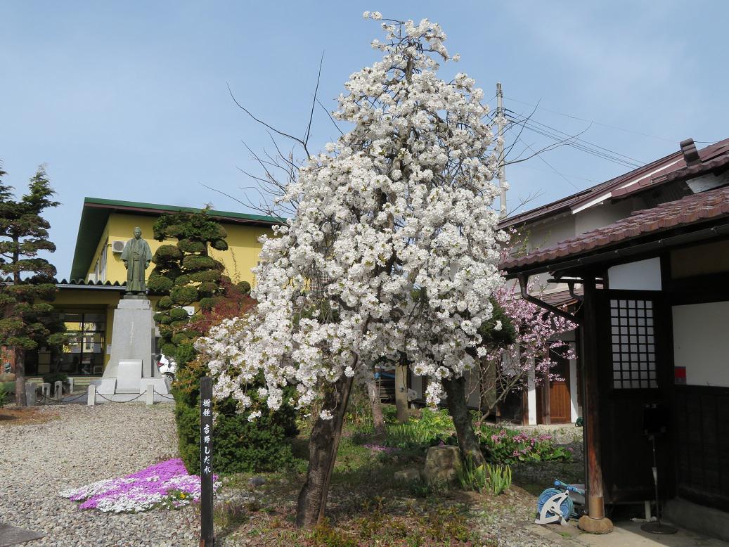 ４月１１日、朝９時の烏帽子山の桜の様子です