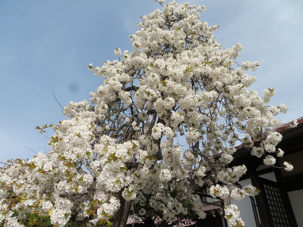 ４月１１日、朝９時の烏帽子山の桜の様子です