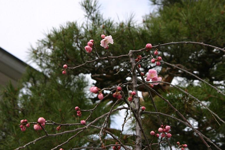 ４月４日朝９時、烏帽子山の桜の様子です