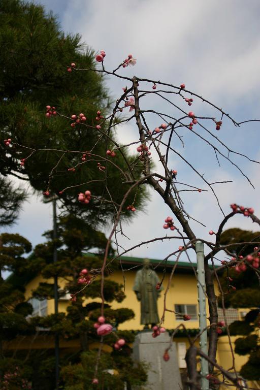 ４月４日朝９時、烏帽子山の桜の様子です