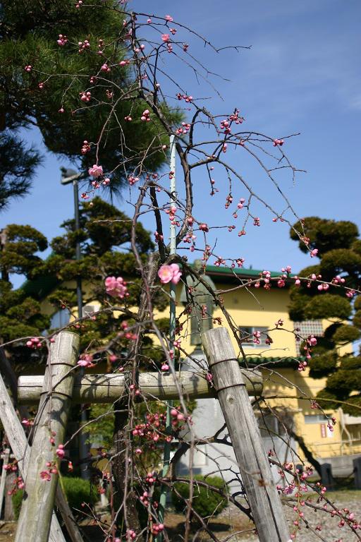 ４月５日朝９時、烏帽子山の桜の様子です