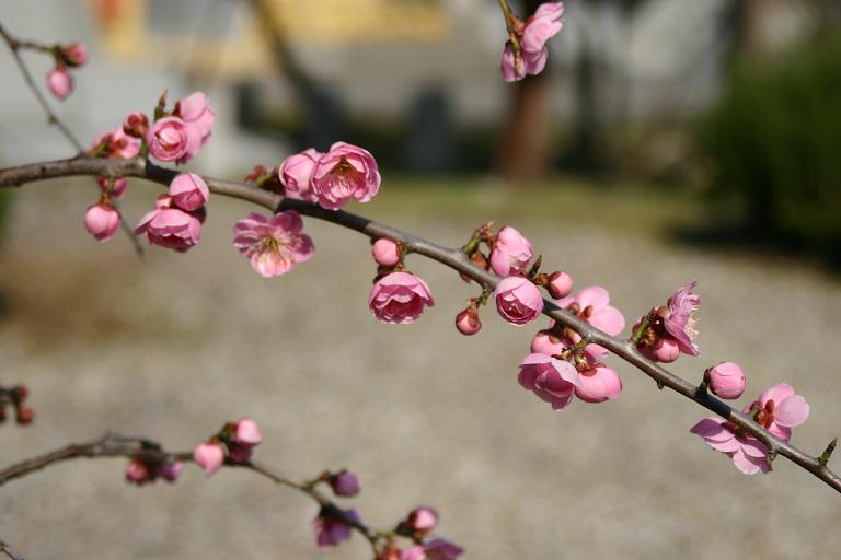 ４月６日朝９時、烏帽子山の桜の様子です