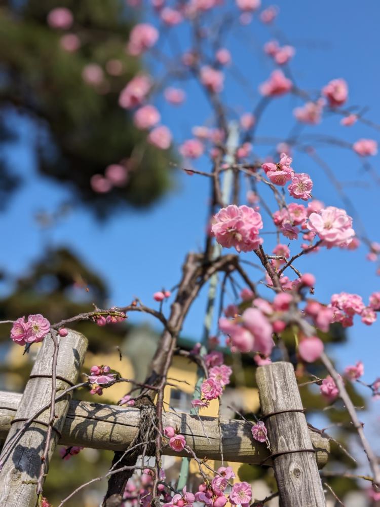 ４月７日朝９時、烏帽子山の桜の様子です。