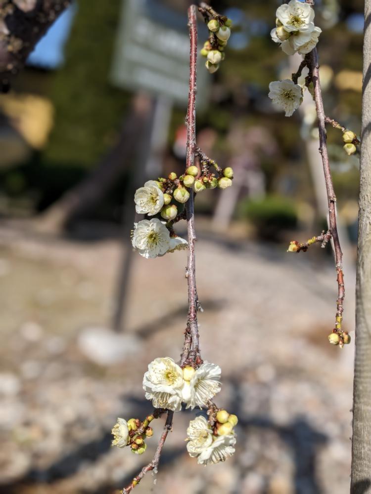 ４月７日朝９時、烏帽子山の桜の様子です。