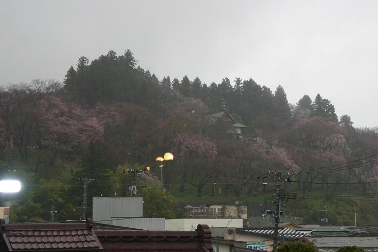 ４月９日、朝９時の烏帽子山の桜の様子です