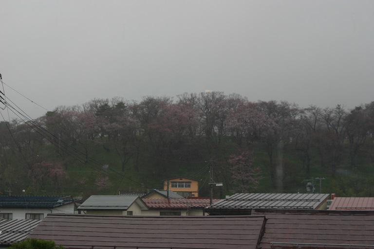 ４月９日、朝９時の烏帽子山の桜の様子です