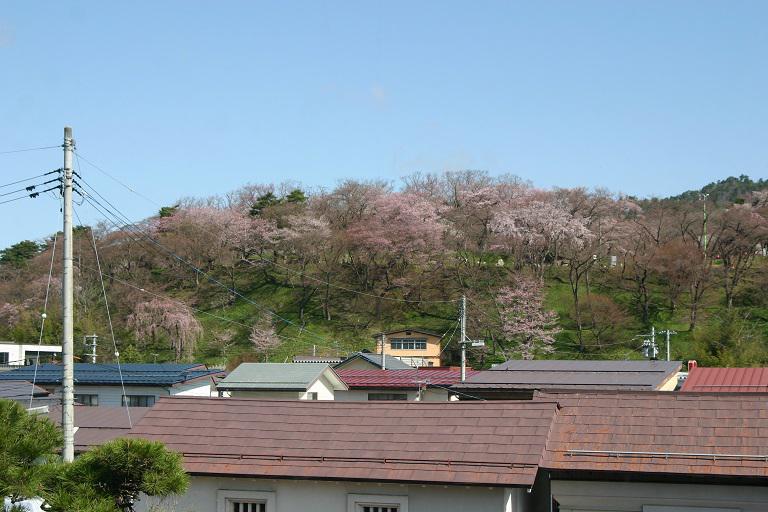 ４月１０日朝９時、烏帽子山の桜の様子です