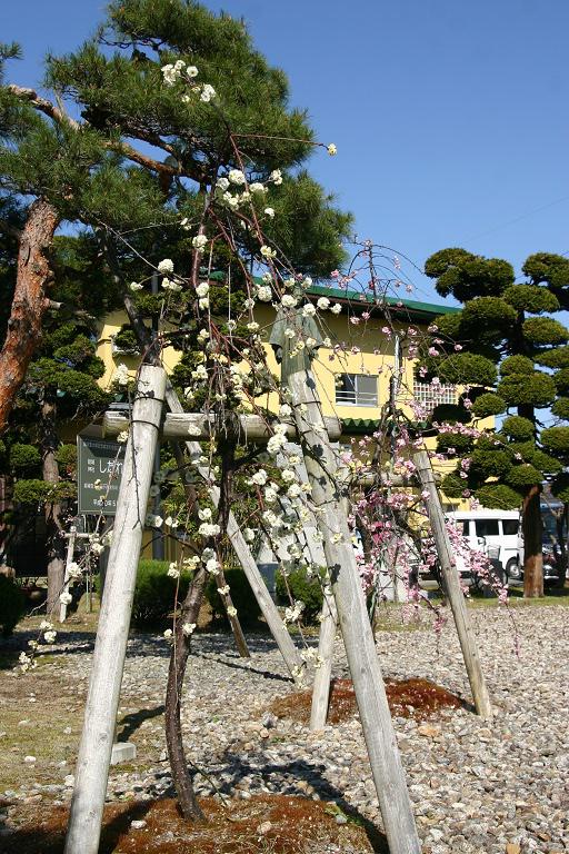 ４月１０日朝９時、烏帽子山の桜の様子です