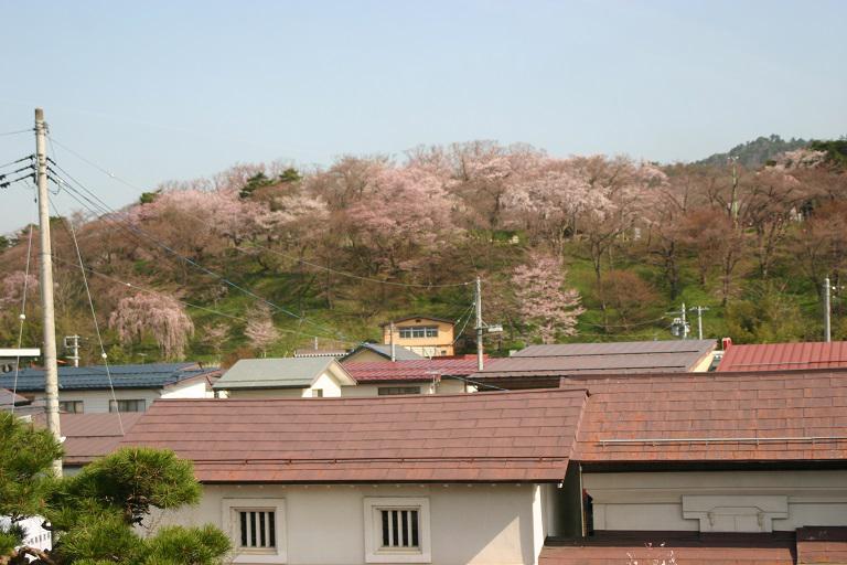 ４月１１日朝９時、烏帽子山の桜の様子です