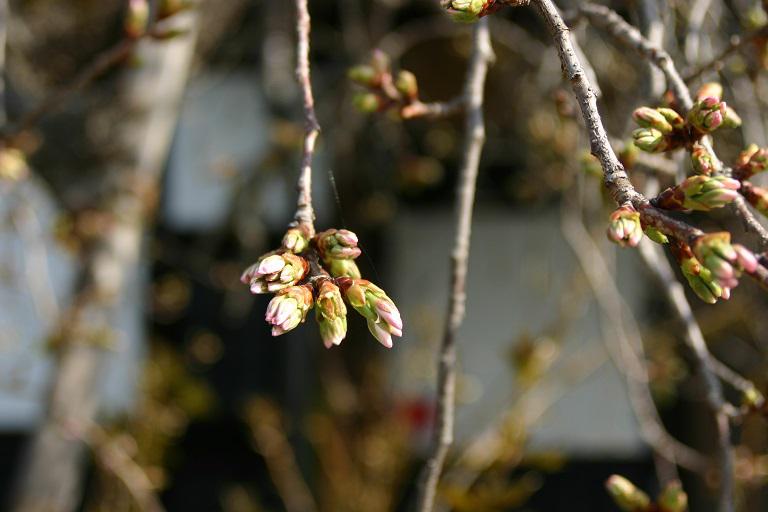 ４月１１日朝９時、烏帽子山の桜の様子です