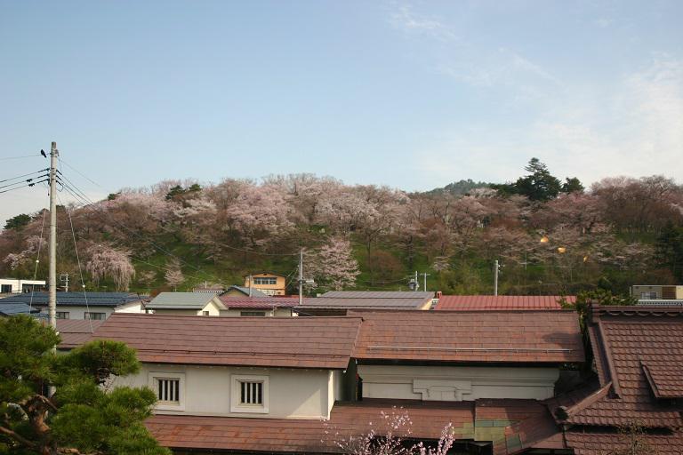 ４月１２日朝９時、烏帽子山の桜の様子です