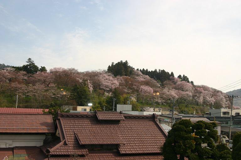 ４月１２日朝９時、烏帽子山の桜の様子です