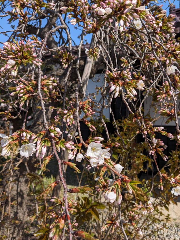 ４月１３日朝９時、烏帽子山の桜の様子です