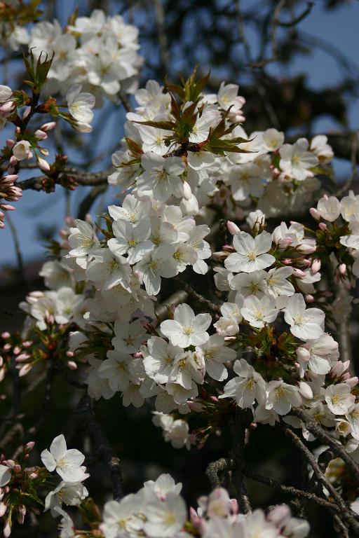 ４月１４日朝９時、烏帽子山の桜の様子です