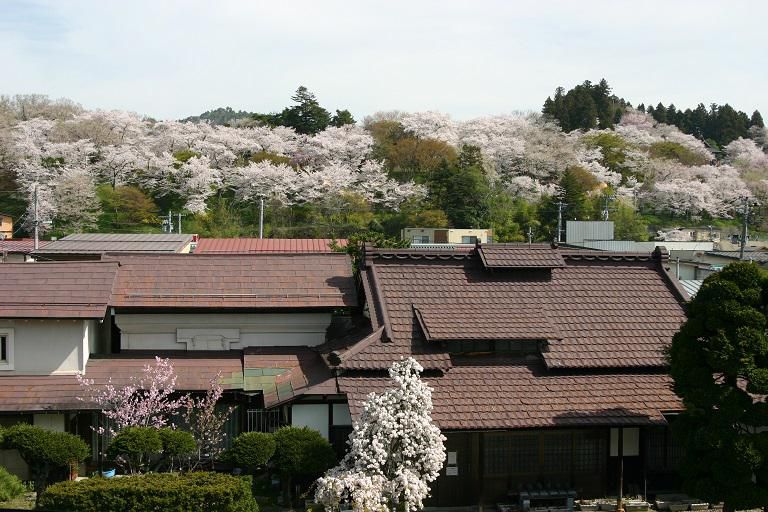 ４月１６日朝９時、烏帽子山のさくらの様子です