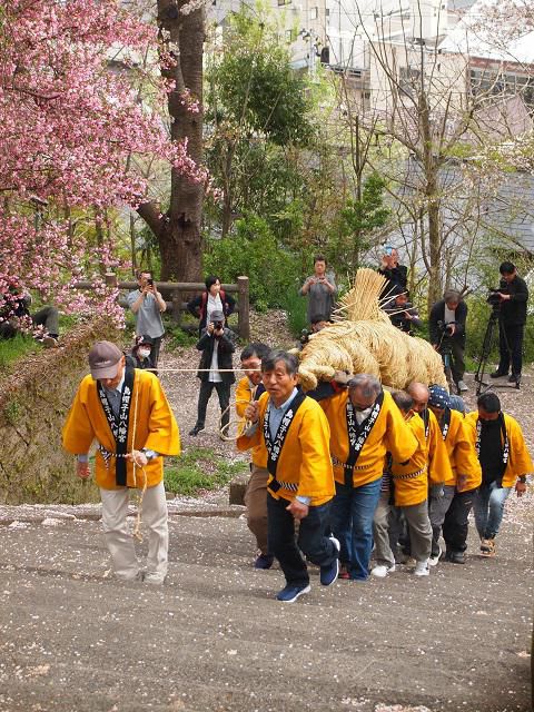 烏帽子山八幡宮大鳥居の注連縄掛け替え神事が行われました②