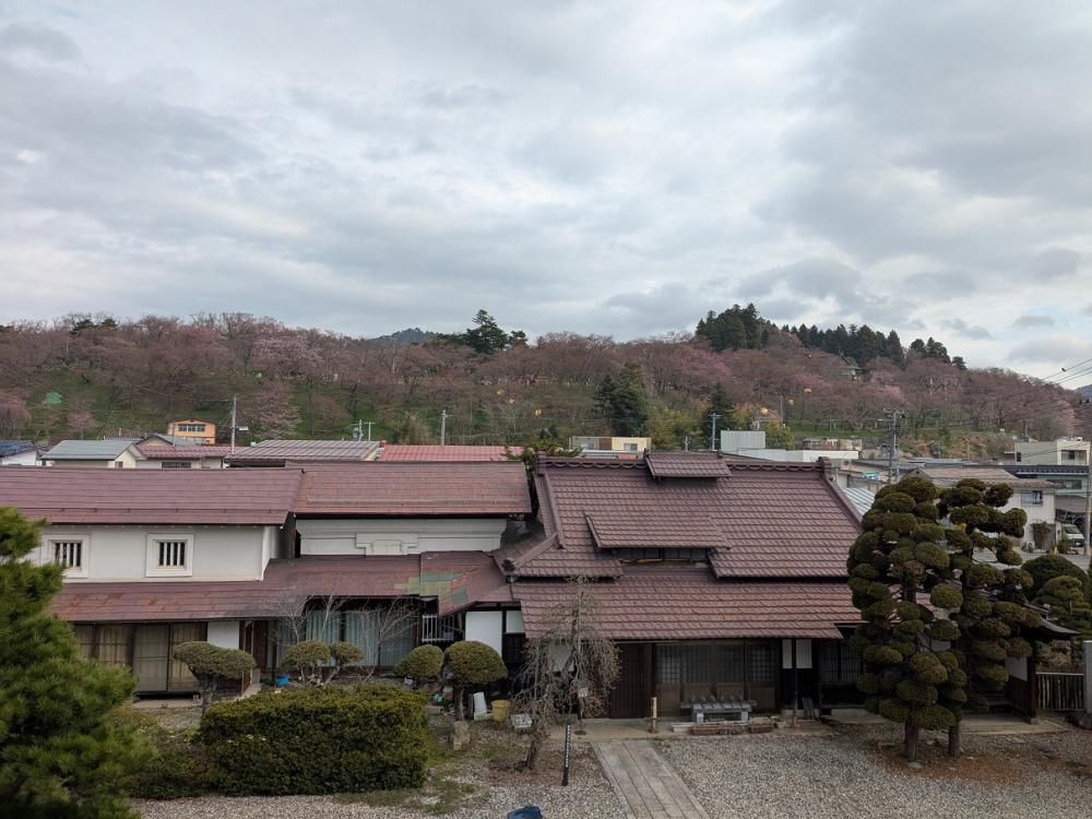 ４月１５日朝９時、烏帽子山の桜の様子です