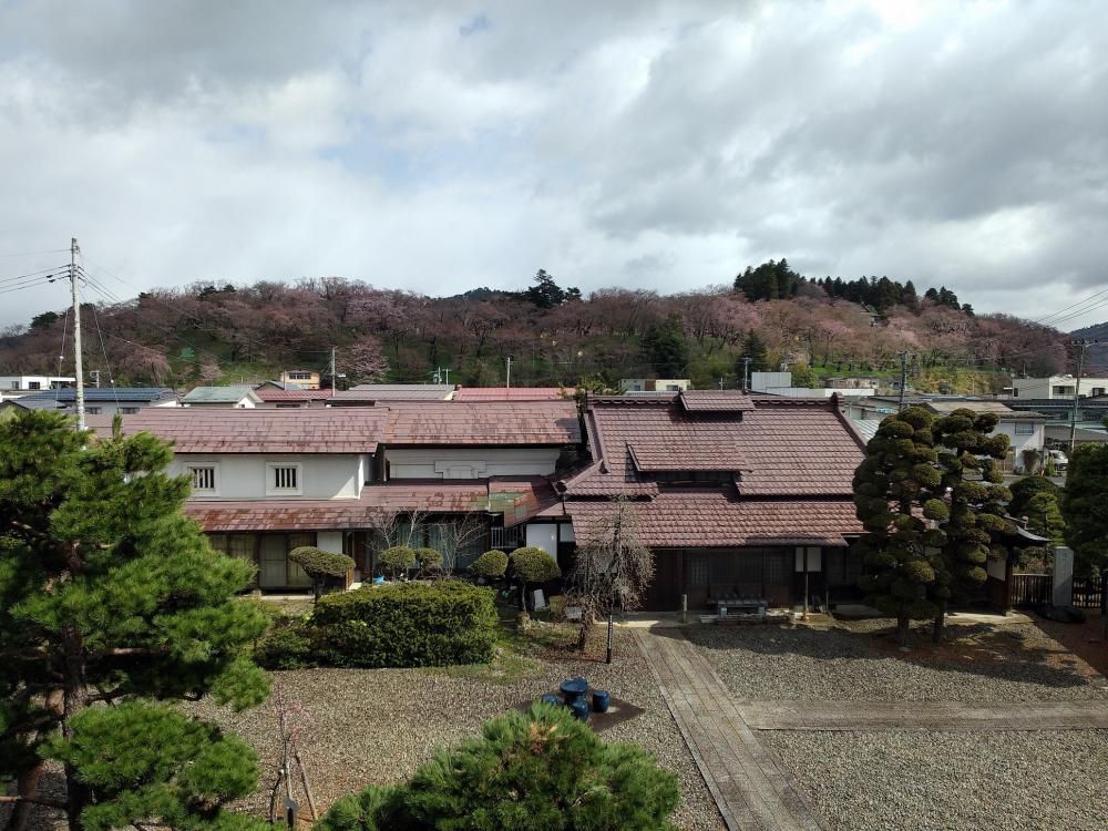 ４月１６日朝９時、烏帽子山の桜の様子です