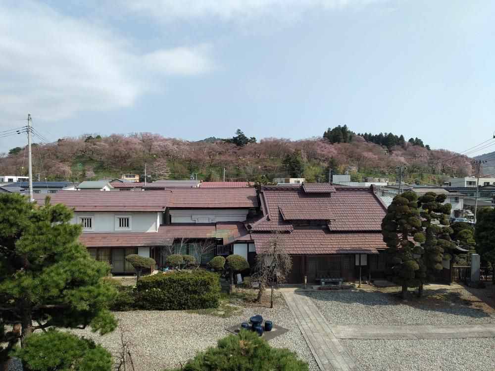 ４月１７日朝９時、烏帽子山の桜の様子です