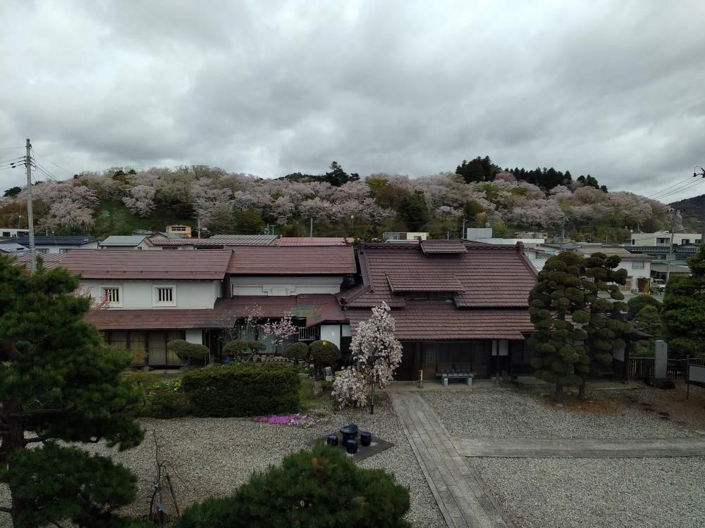 ４月２４日朝９時、烏帽子山の桜の様子です