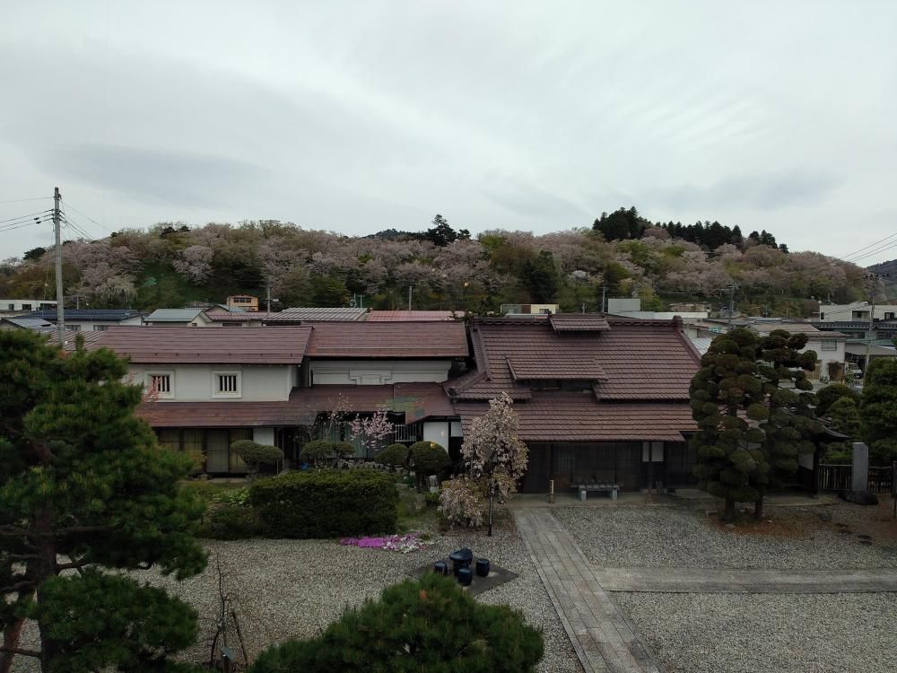 ４月２５日朝９時、烏帽子山の桜の様子です