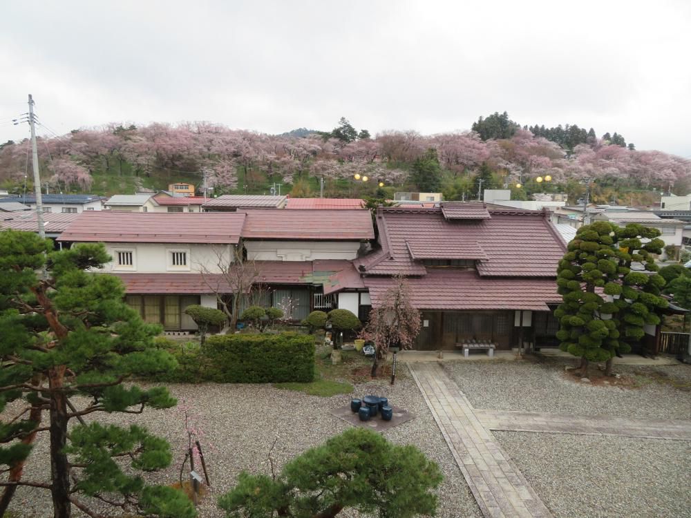 ４月１５日朝９時、烏帽子山の桜の様子です