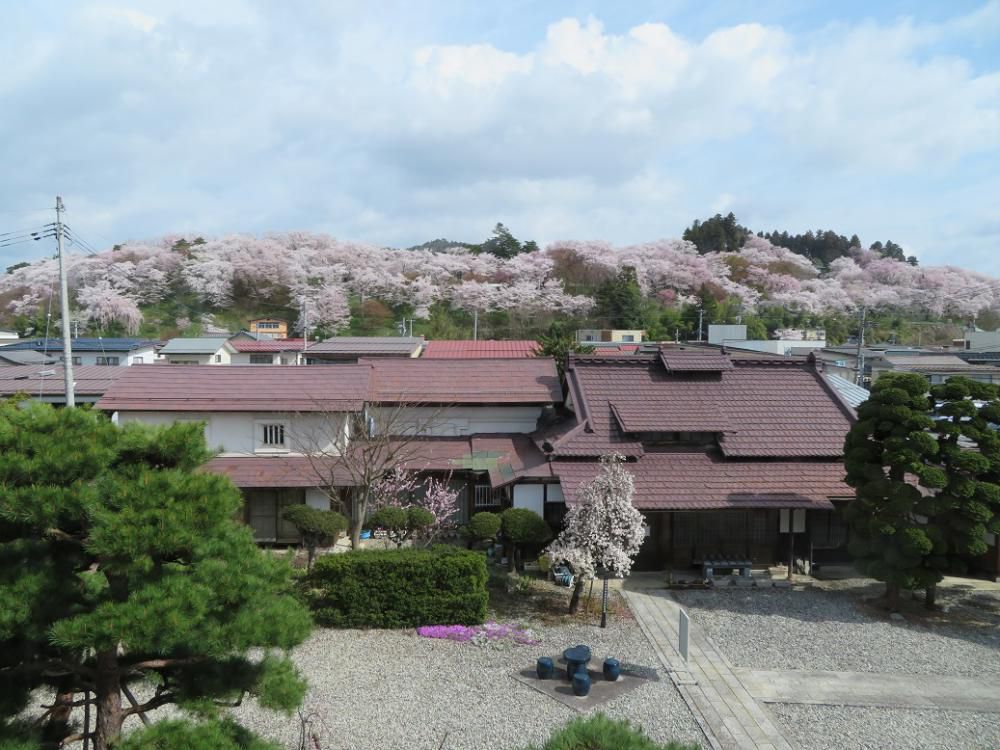 ４月８日、朝９時の烏帽子山の桜の様子です