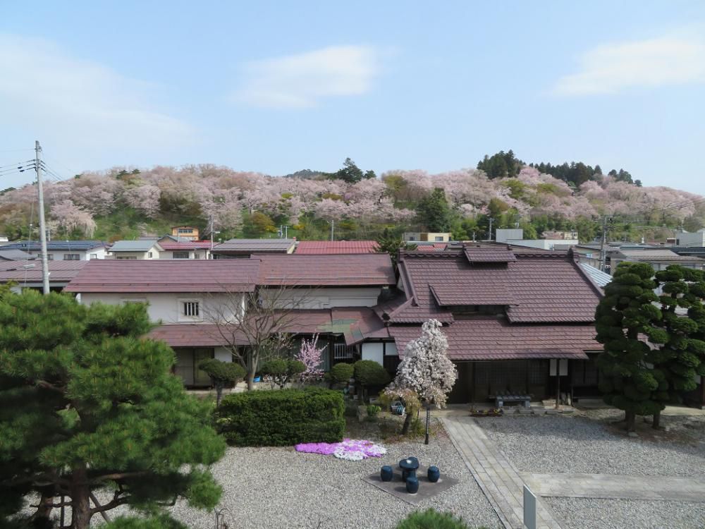 ４月１４日朝９時、烏帽子山の桜の様子です