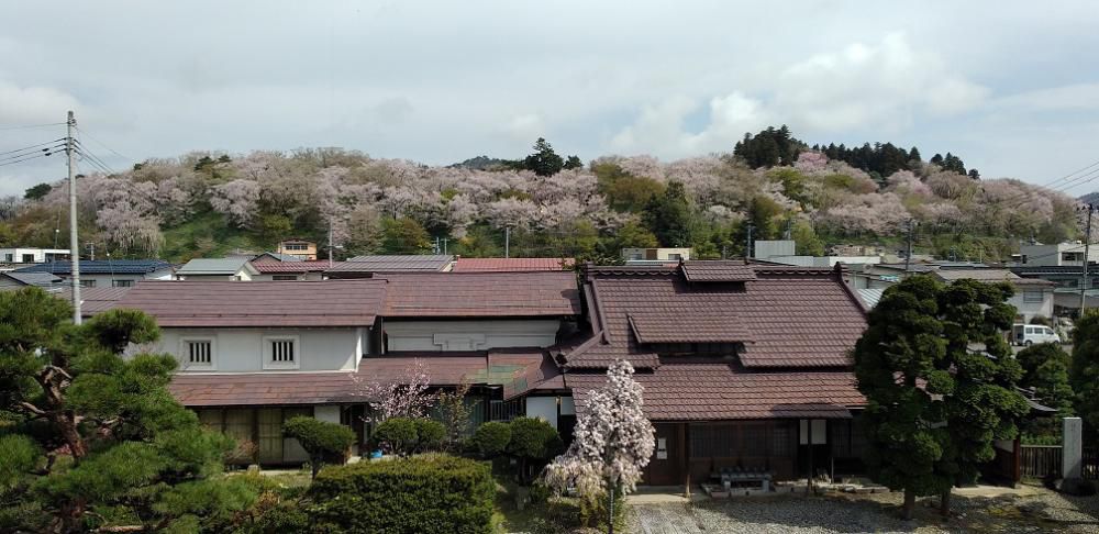 ４月１７日朝９時、烏帽子山の桜の様子です