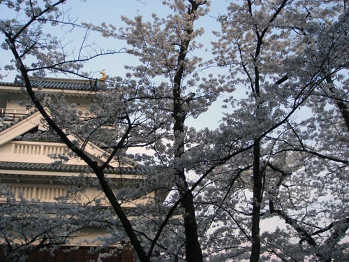 上山城の桜②