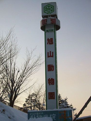 北海道旭川市　～旭山動物園～シロクマ