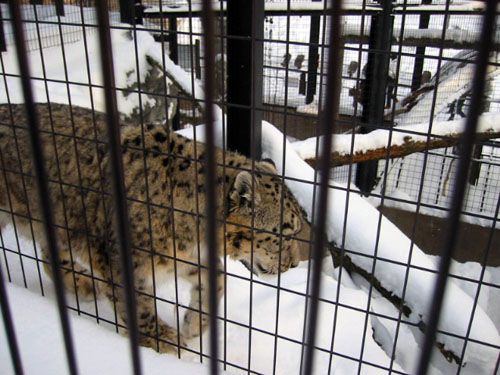 北海道旭川市　～旭山動物園～ユキヒョウ