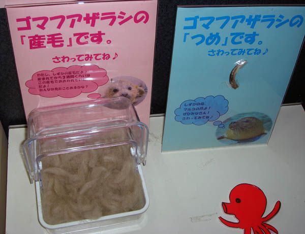 どってことはないのだが・・・触ってみた【鶴岡市　加茂水族館】