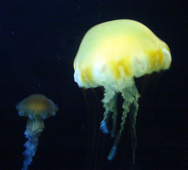 飼いならすのは難しいらしい　【鶴岡市　加茂水族館】