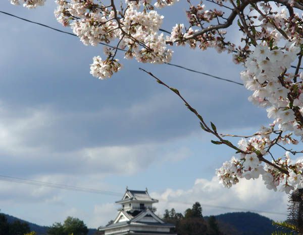 桜の季節ですが・・・