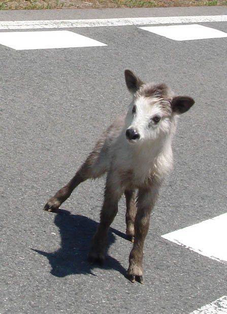 一目惚れ♪【上山市赤山周辺】