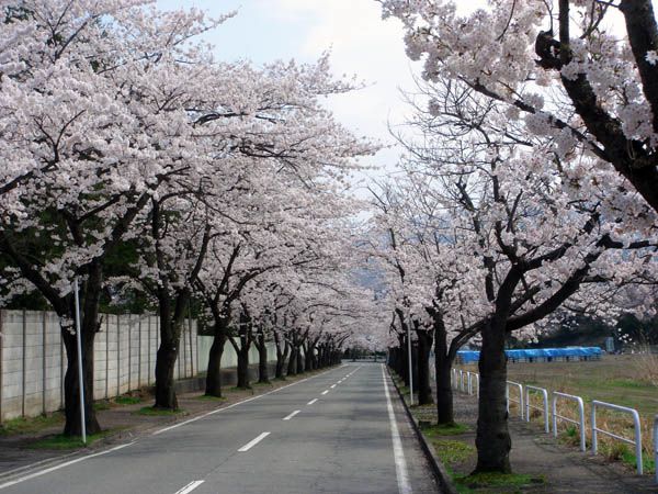 ほ～ら？誰もいないっしょ？【上山市　競馬場】